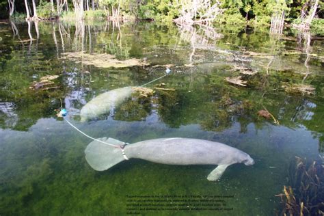 Monitoring Manatee Habitat | Land Imaging Report Site