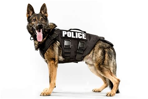 Top 10 Best Police Dog Breeds - Best Large Breed Puppy Food Guide