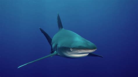 animals, Underwater, Shark Wallpapers HD / Desktop and Mobile Backgrounds