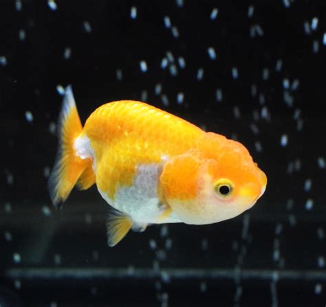 Gold Baby Ranchu