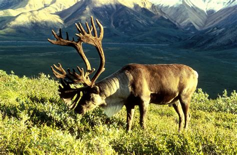 Reindeer | Habitat, Diet, Antlers, & Facts | Britannica