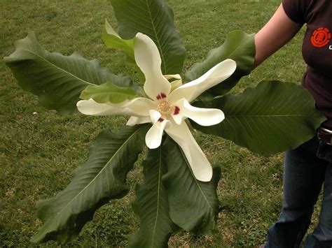 Magnoliaceae Magnolia macrophylla Gardenias, Trees To Plant, Plant ...