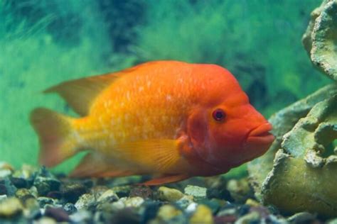 Red Devil Cichlid • Care Guide (Tank Setup, Mates & Diet)