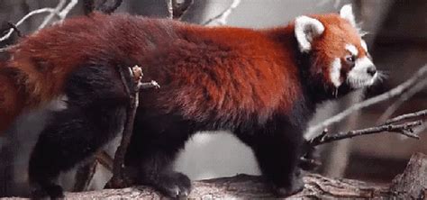 The Cutest Red Panda GIFs Ever Seen