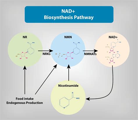 The Role and Benefits of NAD Supplements in Cellular Health - Jinfiniti ...