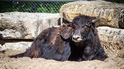 Creature Feature: Domestic Yak | Assiniboine Park Conservancy