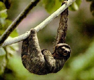 Some sloths have green algae growing on their fur, both adding to the ...