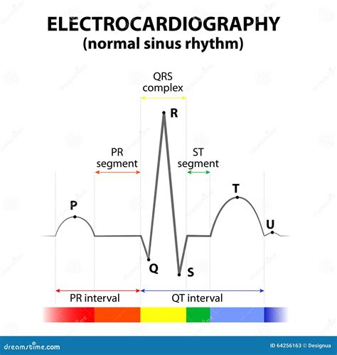 ECG Of A Heart In Normal Sinus Rhythm Stock Illustration - Image: 64256163