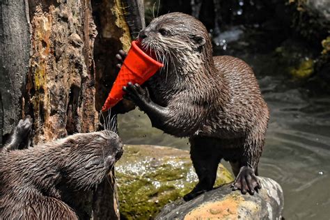 50 Irresistible Otter Facts That You Never Knew About - Facts.net