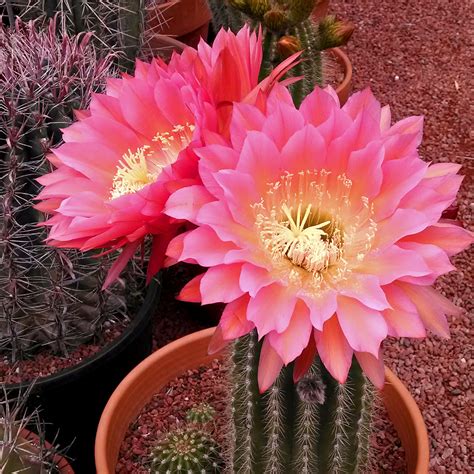 Cactus Flower Weekend - Cactus Jungle