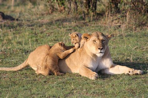 African Lion Cubs With Mother