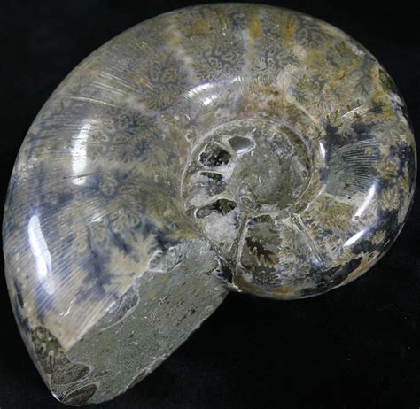 4.6" Polished Anapuzosia Ammonite Fossils (#25206) For Sale - FossilEra.com