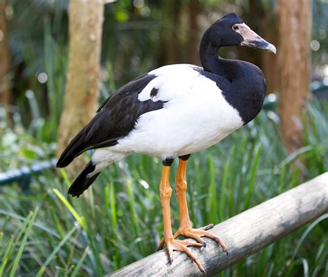 Magpie goose | Australian, Wetlands, Endangered | Britannica