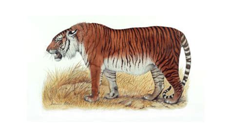 Caspian Tiger - Extinct Species - Recently Extinct