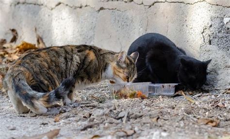 How to Feed Feral Cats While On Vacation - Smart Yard Guide