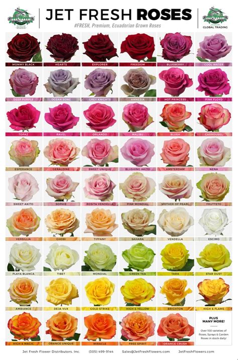 Beautiful Rose Flowers, Cut Flowers, Fresh Flowers, Colorful Flowers ...