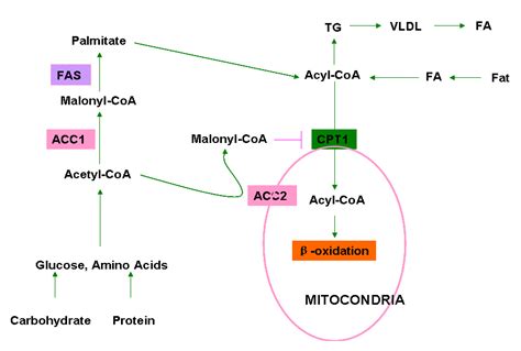 [最も人気のある！] acetyl peroxide structure 289038-Acetyl peroxide structure ...