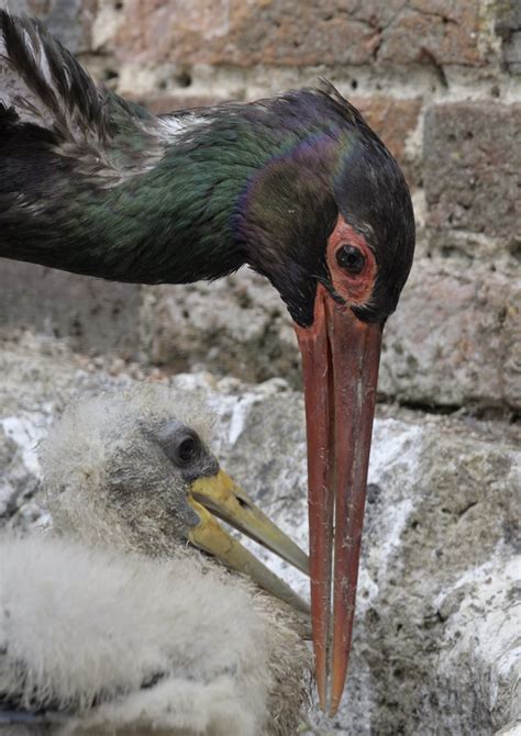 Black stork feeding chicks - ZooChat