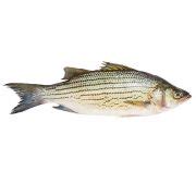 Hybrid Striped Bass – MyFishTruck