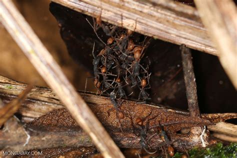 Army ants building an ant bridge