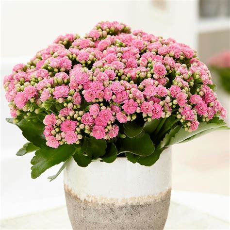 Easy-care flowering houseplants to celebrate spring