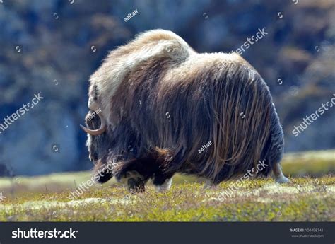 Musk Ox - Ovibos Moschatus - In Natural Habitat Stock Photo 104498741 ...