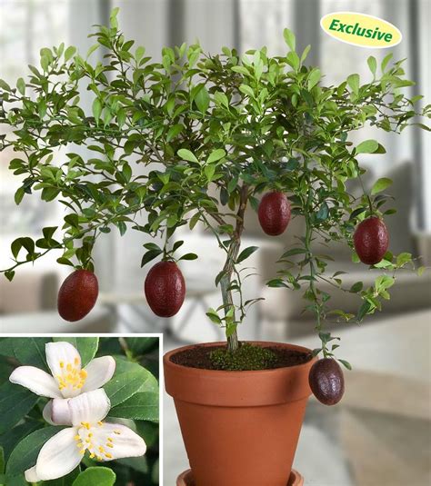 Australian Red Lime (Citrus australasica hybrid) This rare Australian ...