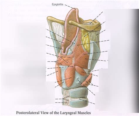 Intrinsic Muscles of the Larynx Diagram | Quizlet