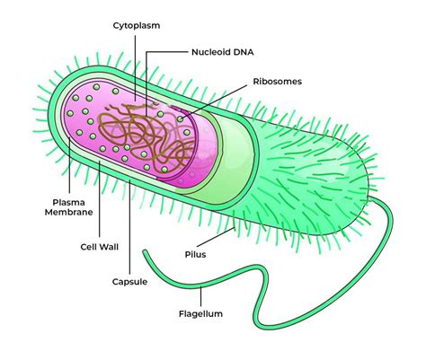 Types Of Archaea