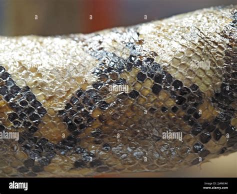 Anaconda skin hi-res stock photography and images - Alamy