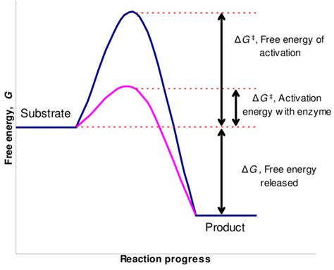 Enzymes: Properties and Mechanism of enzyme action - Online Biology Notes