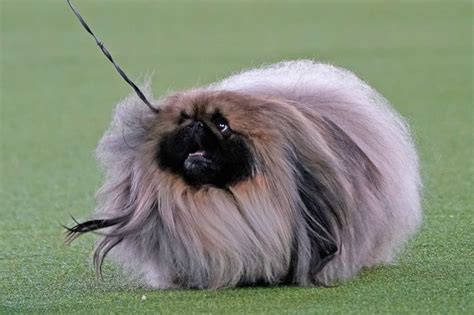 PHOTOS: Westminster Dog Show Crowns Winner Pekingese | Tarrytown, NY Patch