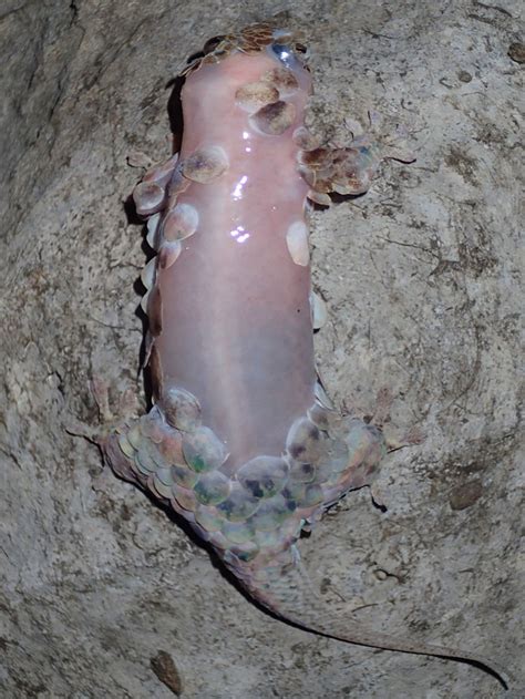 This Newly Discovered Gecko Instantly Skins Itself to Flee Predators