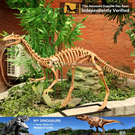 Full-size Coelophysis Skeletons & Fossils Replica| MY DINOSAURS