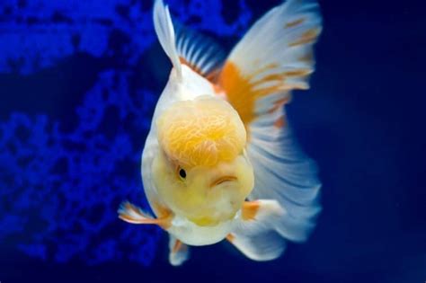 Oranda Goldfish Care Guide & Species Profile | Fishkeeping World