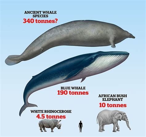 Is this the heaviest animal EVER? Scientists say colossal ancient whale ...