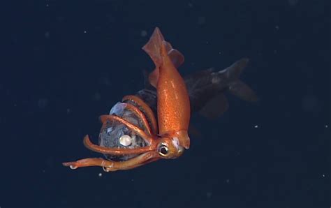 Video: First-ever Video of a Deep Sea Squid Feeding on Fish | OutdoorHub