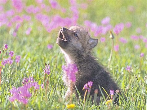 gray-wolf-howl | Baby Animal Zoo