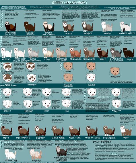 FERRET COLOR CHART v1.0 by IceIceAislynn on DeviantArt | Ferret colors ...