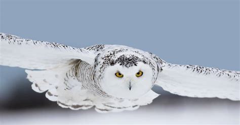 10 Incredible Snowy Owl Facts - AZ Animals