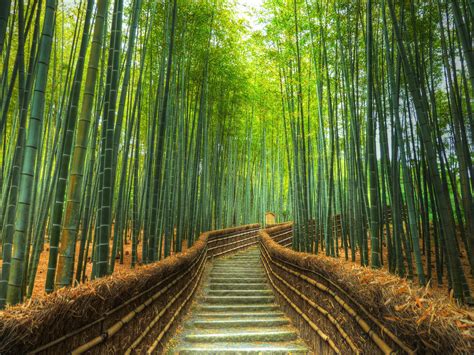 Bamboo forest in Kyoto, Japan | t3hwin.com