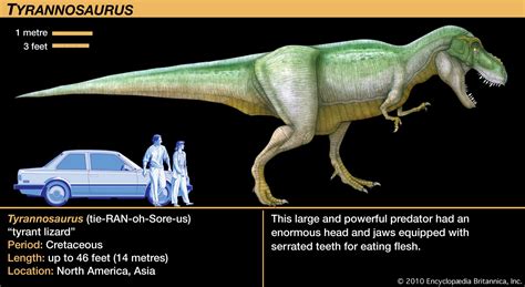 Tyrannosaur | Size, Species, & Facts | Britannica