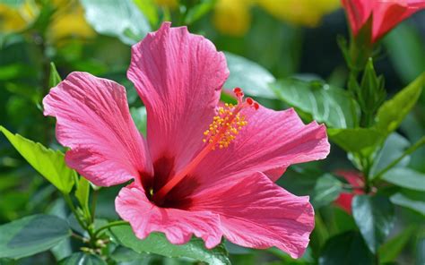 Hibiscus Wallpaper (50+ images)