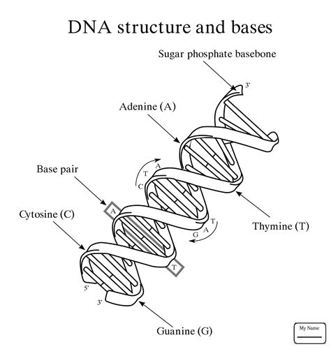 Dna Molecule Drawing at GetDrawings | Free download