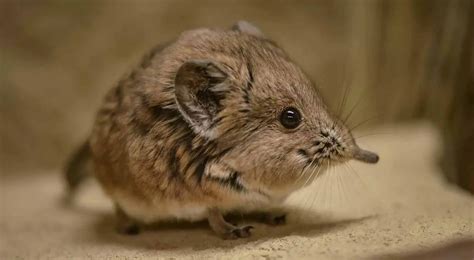 Tiny elephant shrew rediscovered in Africa after 50 years