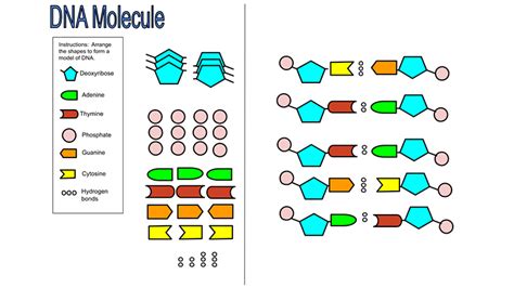 Dna Diagram For Kids