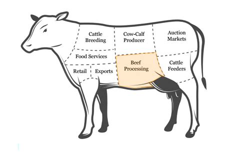 The 7 stages of beef cattle production - Alberta Cattle Feeders Association