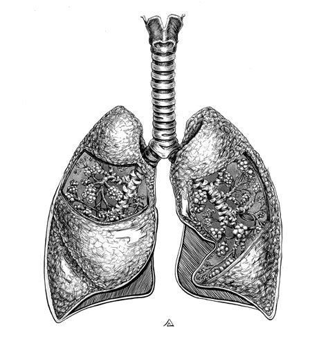 Lung Art | Healthy Lungs - ArtHazEnergy