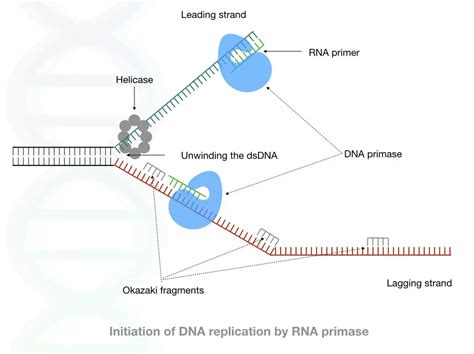 Meet DNA Primase: The Initiator Of DNA Replication