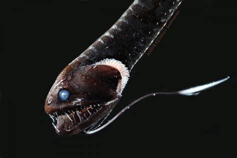 Biologists Identify 16 Deep-Sea Fish Species with Ultra-Black ...